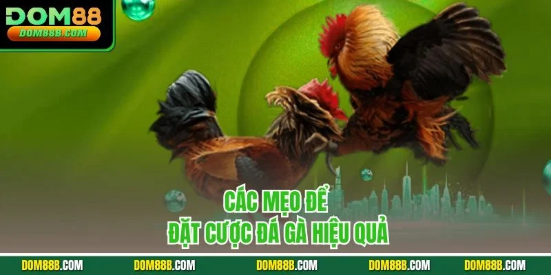 Các mẹo để đặt cược đá gà hiệu quả